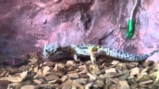 La muta di un geco leopardino part.1