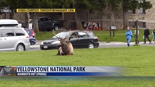 Second elk attack in Yellowstone Park caught on video