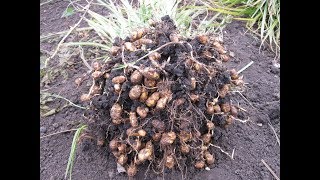 Рассада чуфы. Простой способ. Чуфа посажена.