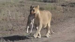 The Serengeti Tales V : A Serengeti Lioness Part II