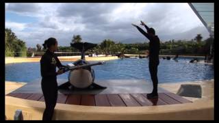 Morgan, two years at Loro Parque