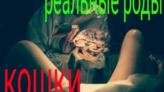 Реальные роды кошки . Первые дни жизни котят . Кот присутствует на родах и поддерживает! 11.09.16