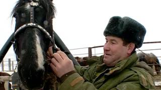 Деревенские этюды. Ода лошади