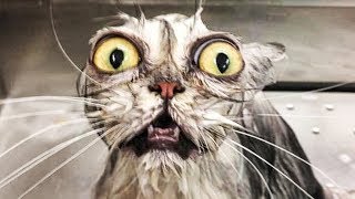 ? Funniest ? Cats and ? Dogs - Awesome Funny Pet Animals' Life Video ?