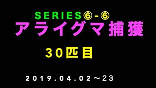 特定外来生物捕獲Series⑥-⑥ 30匹目のアライグマ捕獲