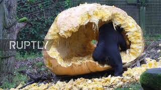 Bear necessities! Sleuth of bears gorge on giant prize-winning pumpkin at Dutch zoo