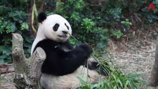 Singapore's pandas after their first mating session