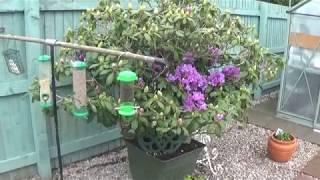 The little greenhouse orchids.