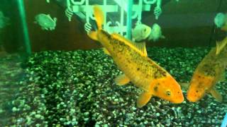 Aquarium  как зимуют карпы кои