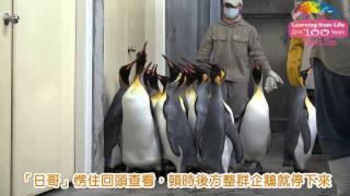 國王企鵝換房齊步走–企鵝給問嗎週日上場 King Penguins Move to New Enclosure