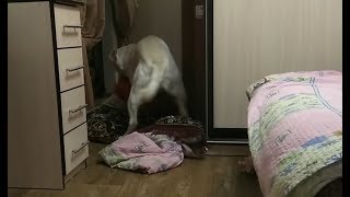 Я ржал полчаса ??? Приколы с лабрадором. Смотреть до конца!