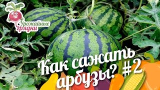 Как сажать арбузы? Выращивание бахчевых #2