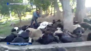 Стадо овец погибло от удара молнии в Зианчуринском районе