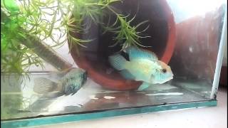 Наннакара Электрик Блю (Electric Blue Acara) нерест,spawning, Львів,Lviv