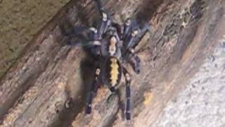 Female P. metallica video!