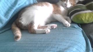 Chat qui communique avec sa queue