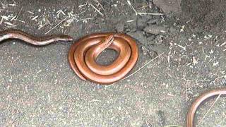 Very young grass snake and slow worms