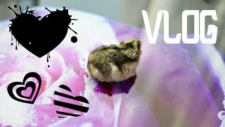 VLOG: ГУЛЯЮ С ХОМЯКОМ | ХОМЯК - СУПЕРМЕН | KEKC CHANNEL