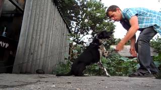 Прикольный пес Амур! Дай лапу друг! Funny dog Amur! Give each paw!