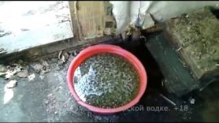 Растворяются камни в царской водке.