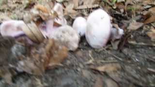 A sneaky imposter hiding in a blewit (Clitocybe nuda) patch!
