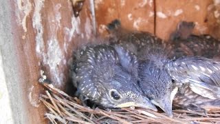 Homemade Eastern BlueBird Meal Worm Feeder Dr Janet Keener ETSU Baby Blue Bird Nest