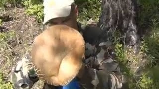 Огромные БЕЛЫЕ ГРИБЫ растут вокруг грибницы возрастом 24 года.  4 июля 2013 года.