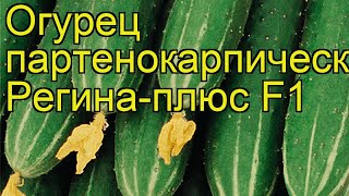 Огурец партенокарпический Регина-плюс. Краткий обзор, описание характеристик cucumis sativus