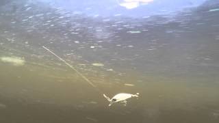 Jackall Shubby Minnow 35S