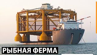 Внутри самой огромной рыбной фермы