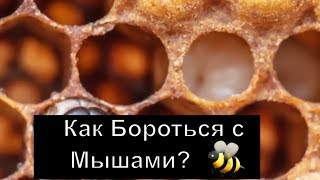 №36 Как бороться с Мышами? Эксперемент. И  интересные способы.Пчеловодство.Пасека.