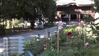 Япония.Храмы Камакуры. Пионы храма Кэнтё-дзи / Kencho-ji Temple. Kamakura. Japan