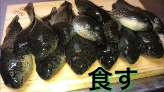 大都会のドブにいた巨大オタマジャクシを食べたら◯◯の味だった！【ウシガエル】