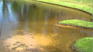 Largemouth Bass Fishing With Frogs