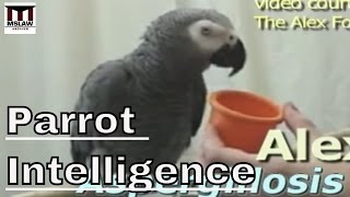 Parrot Intelligence: Speaking Like Their Owners- Alex and Me