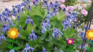 Клематис цельнолистный Блю Рибонс. Краткий обзор, описание clematis integrifolia Blue Ribbons