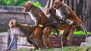 Funny Monkey Repeated Mating Many Times
