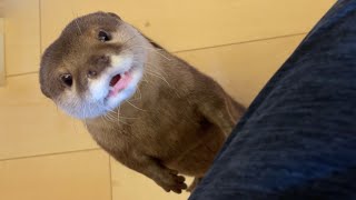 カワウソさくら 偏差値3みたいな顔して猫を探すカワウソ otter screaming to see a cat