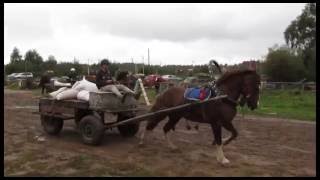 Фестиваль "Рабочая лошадь России" \ Festival "Workhorse Russian"