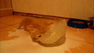 котёнок и молоко