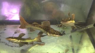 Hybrid Pseudoplatystoma fasciatum x Phractocephalus hemioliopterus