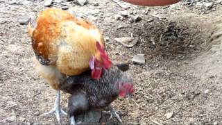 007上茄苳水果園牧場放牧養生雞交配影片-2分-2011-06