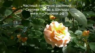 Частный питомник саженцев сирени и плодовых деревьев д. Шильцы Сергиево-Посадского района