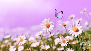 Enhance Self Love Energy | 432Hz Positive Thoughts | Spiritual Meditation | Deep Zen Music