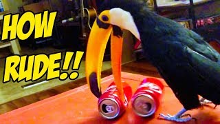 Toucan Tries to Steal MY CAN!!!! (RUDE!)