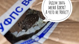 Кто в коробочках? Полураспаковка новых жителей Совиного дола. Сыч Лучик наблюдает, хрустя саранчой