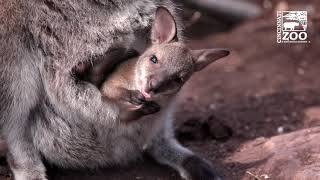 Baby Boom at the Cincinnati Zoo