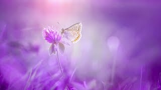 Detoxing Healing Music | Positive Energy 432Hz | Emotional Healing Frequency | Meditation Music