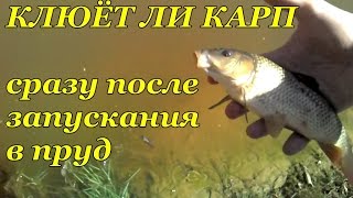 ПРУД СВОИМИ РУКАМИ. КАРП. (2) Клюёт ли карп сразу после зарыбления в пруд