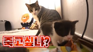 (입양 첫날) 집사야, 나 좀 살..살려줘... : 병맛 고양이 예능 6편 | 고양이 산책